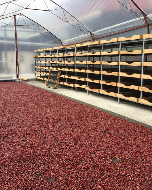 ¿Qué queremos decir cuando hablamos de fermentación anaeróbica?