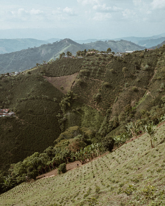 Por un café libre de deforestación