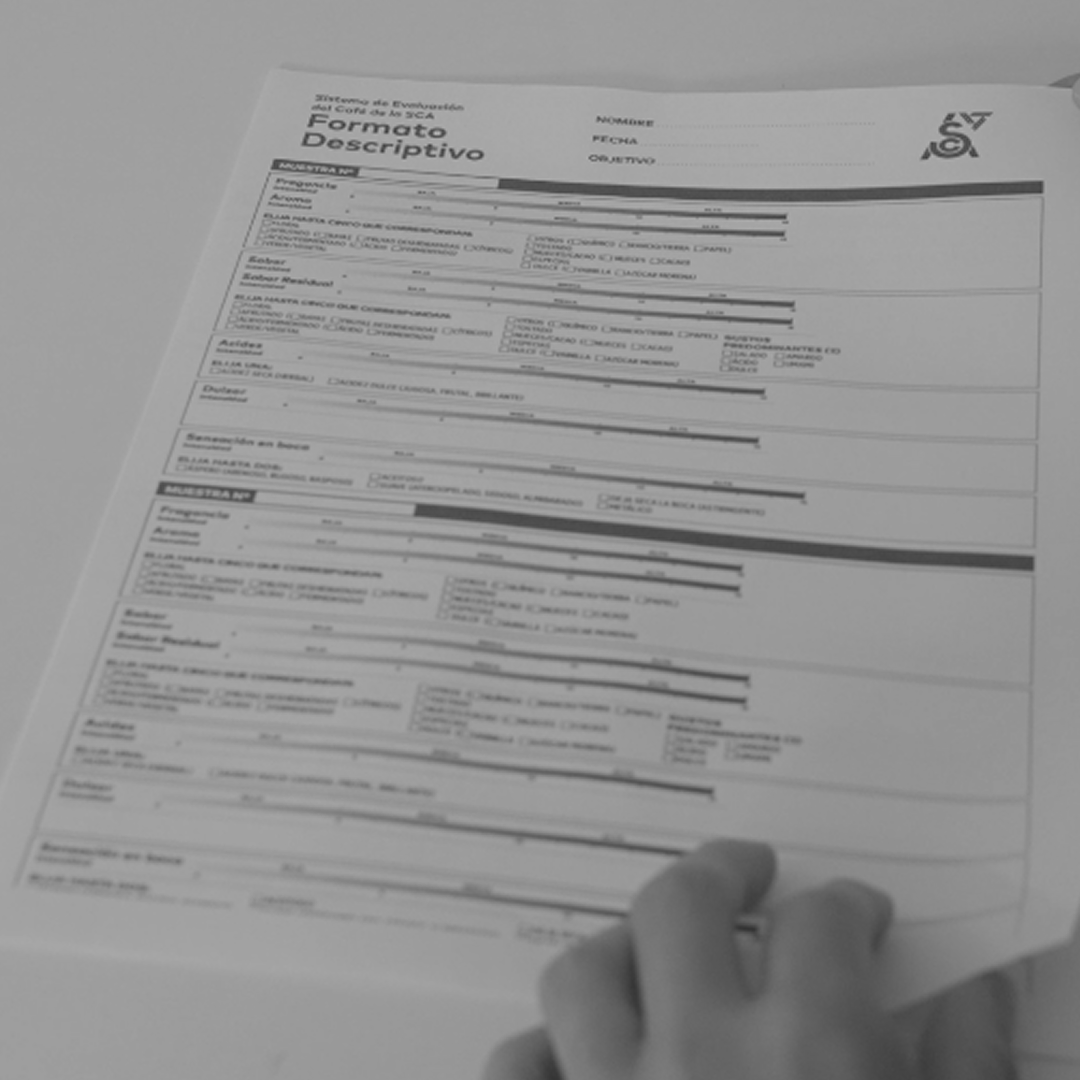 ¿Qué está pasando con el CQI, la SCA y los Q-Graders?