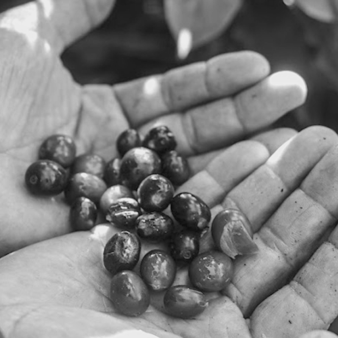 ¿SABÍAS QUE EL CAFÉ VIENE DE UNA FRUTA?