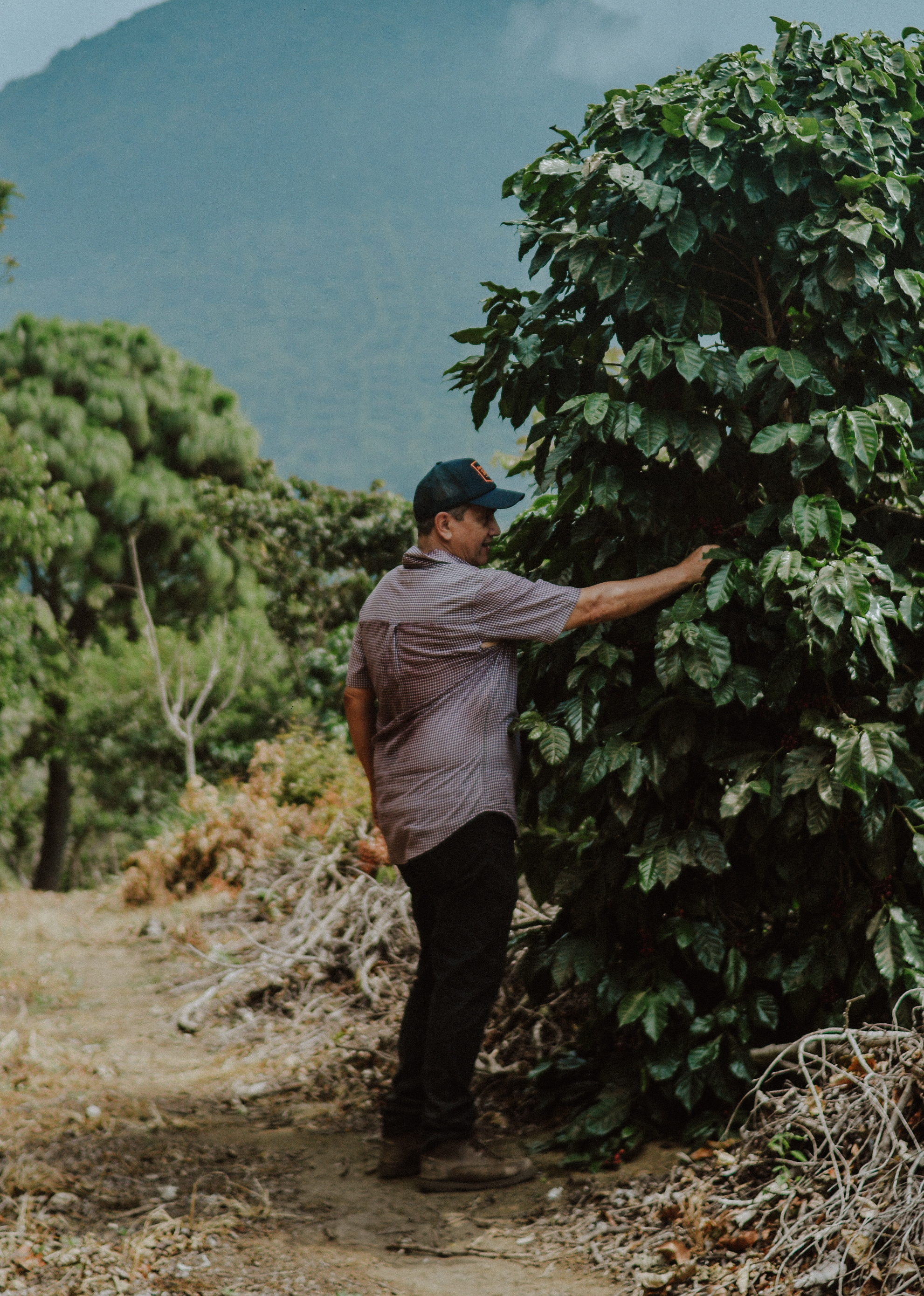 Immersion bag - Pacamara