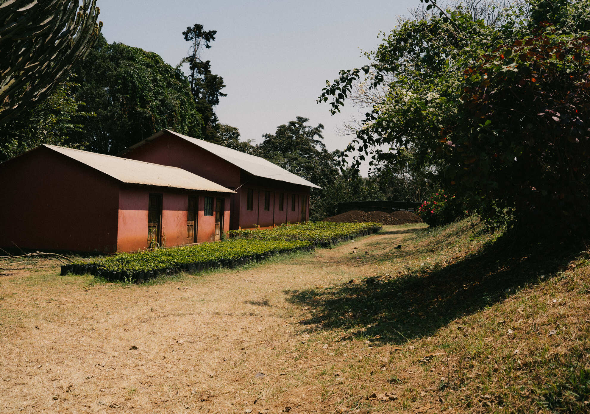 Acacia Hills Pacamara